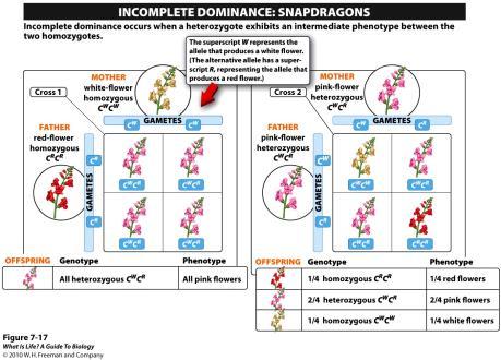 Incomplete dominance, in which the heterozygote appears to be