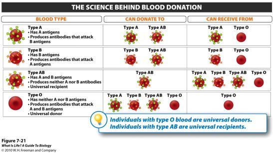 Why are people with type O blood considered universal donors?