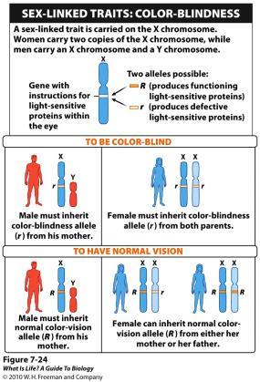 7.13 Why are more men than women color-blind?