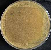 Micro-contouring, bacteria killing * 1,2 AQUACEL Ag & Mepilex Ag dressings: