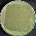 killed more bacteria than Mepilex Ag dressing in an in vitro study.