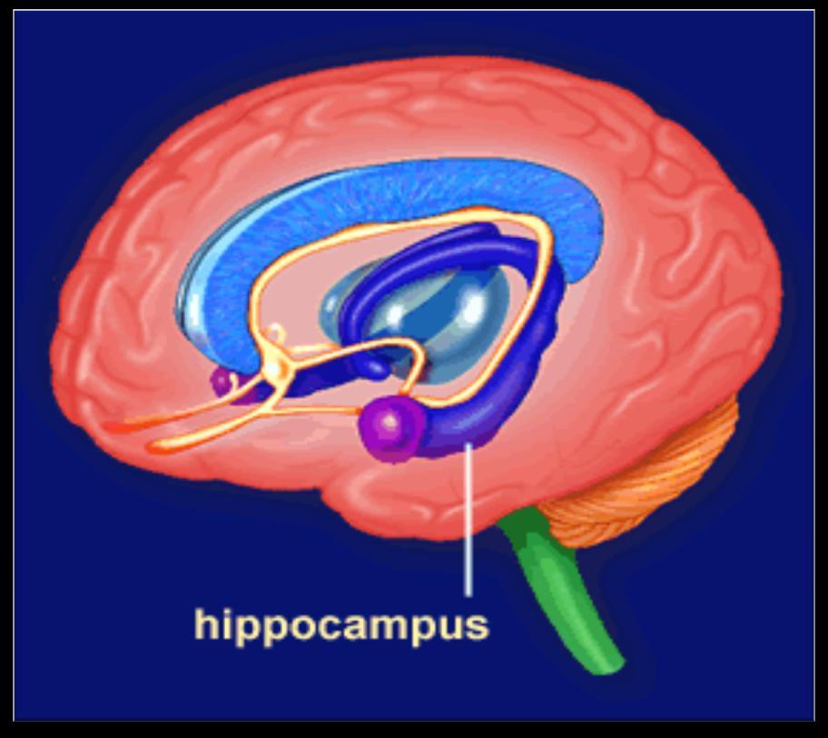 Hippocampus Located within the temporal lobes, the hippocampus acts as a memory indexer by sending memories