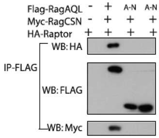 corresponding dominant negative mutants (RagA T21N, RagB T54N, RagC S75N, RagD S76N), and constitutively active mutants (RagA Q66L, RagB Q99L, RagC Q120L, RagD Q121L), were also tested.