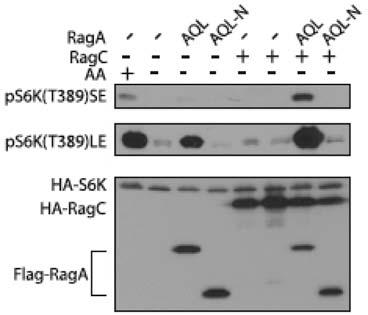 Expression of RagA Q66L and RagC S75N (to a less degree) activated TORC1 in the absence of amino acids as indicated by the increased S6K phosphorylation.