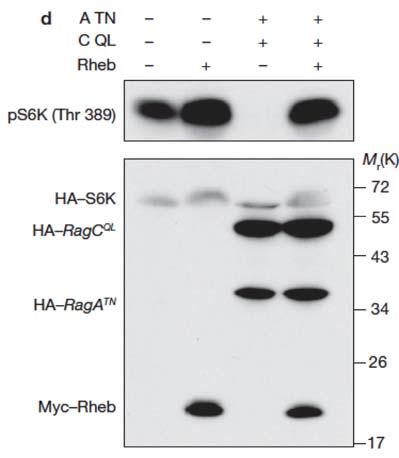 The different Rag mutants used in the transfection are indicated on the top of each lane. The presence or absence of amino acids (AA) is also indicated. Phosphorylation of S6K was determined. a. b.