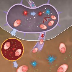 Helper T lymphocytes help transform B lymphocytes into Plasma B lymphocytes, which produce