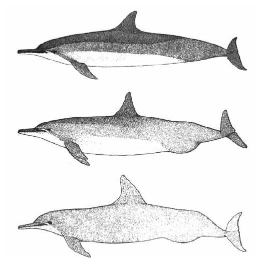 Spinner dolphins show a geographical range in mating systems. Samples collected from 1,678 male spinner dolphins, 1969-1992 Sexual dimorphism in dorsal fin shape higher in Eastern (79.