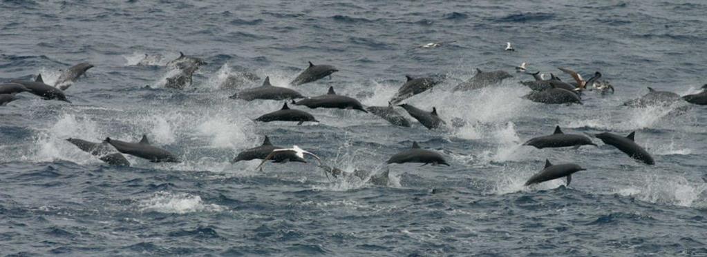 The dolphins and seabirds provide a clear visual signal of the location of surface tuna schools.