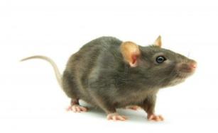In vivo repeated dose study 28 daysrepeateddose (OECD: 407) Wistar rats Gr