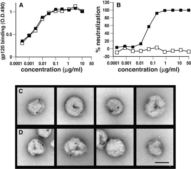 2524 MOORE ET AL. J. VIROL. FIG. 12. Serologic and electron microscopic evidence that nonneutralizing MAb b6 binds to intact particles via a form of Env other than trimers.