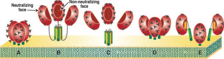 2516 MOORE ET AL. J. VIROL. FIG. 1. Potential forms of Env on the HIV-1 membrane.
