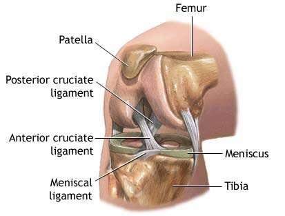 The bones of the knee are surrounded by a thin, smooth tissue capsule lined by a thin synovial membrane which releases a special fluid that lubricates the knee, reducing friction to nearly zero in a