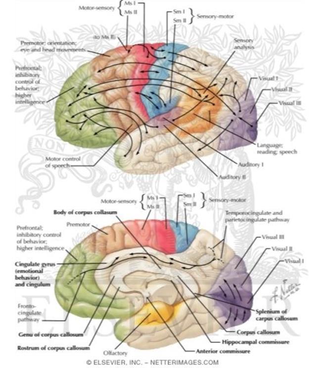 A bit of background: How the brain supports cognition Cognitive domains : independently testable