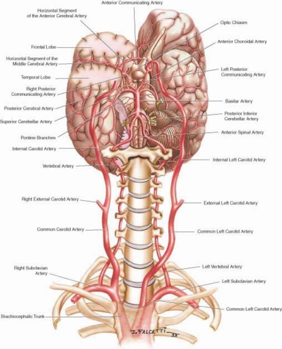 A bit of background: How the vascular system supports the brain Vessels