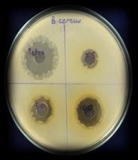 18 Enterococcus faecalis 15 12 15 22 Bacillus cereus 22 12 15 19 B. Screening of antimicrobial activity Antimicrobial activity of fermented noni juices was shown in Table (4) and figure (1).