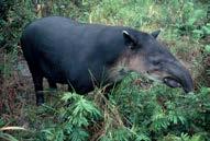 Tapirs have 40x more meat, but are much harder to find and catch. So jaguars prefer armadillos. Nature vs.