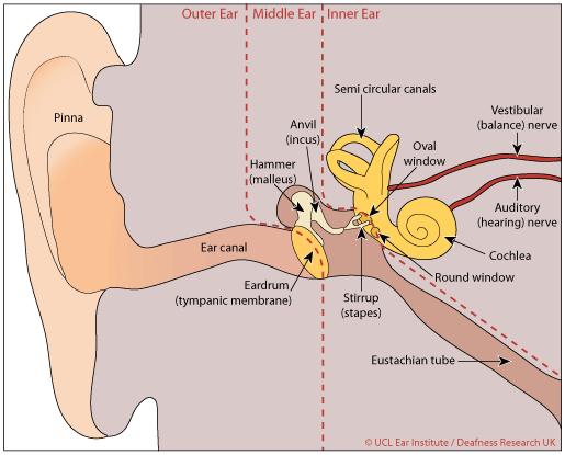 Glue Ear a guide for Teachers HOW THIS FACTSHEET CAN HELP This factsheet has been produced to help teachers understand the medical condition, glue ear, and offer appropriate support to children who