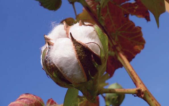 We use a special cotton quality that we call DeRoyal MCC - Micro