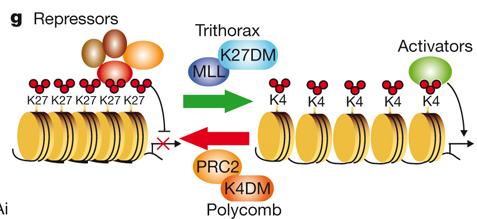 JMJD3 is H3K27 histone demethylase Involved in Up-regulation of H3K4me3 JMJD3 is a Jmjc domain H3K27 demethylase JMJD3 physically integrates in MLL2 complex and positively regulates