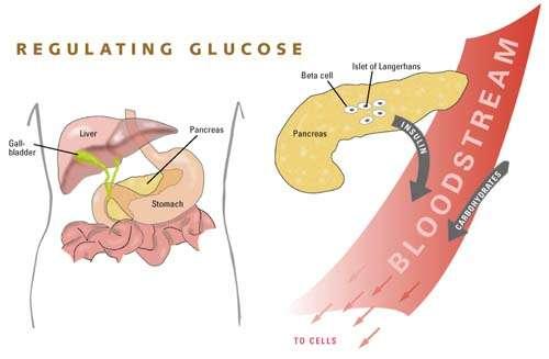 1.Eating causes an INCREASE in glucose 2. Pancreas releases INSULIN 4.