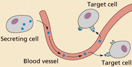 Receptor Cell Membrane