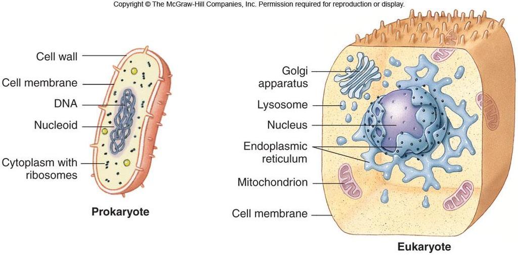 5. I can identify the differences and between prokaryotes and eukaryotes. I can label a diagram of a prokaryotic cell. Prokaryotes are MUCH smaller and simpler than eukaryotes.