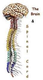 Why is the spinal cord part of the CNS? -It is continuous with the brain (Connected at the medulla) How does the spinal cord maintain homeostasis?