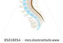 The spinal cord is the link