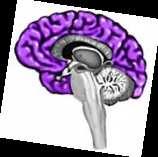 The Biggest Part: the Cerebrum The biggest part of the brain is the cerebrum. The cerebrum makes up 85% of the brain's weight, and it's easy to see why.