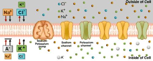 Selective permeability of membrane!!ion-specific channel proteins!!at rest, K+ channels are open!