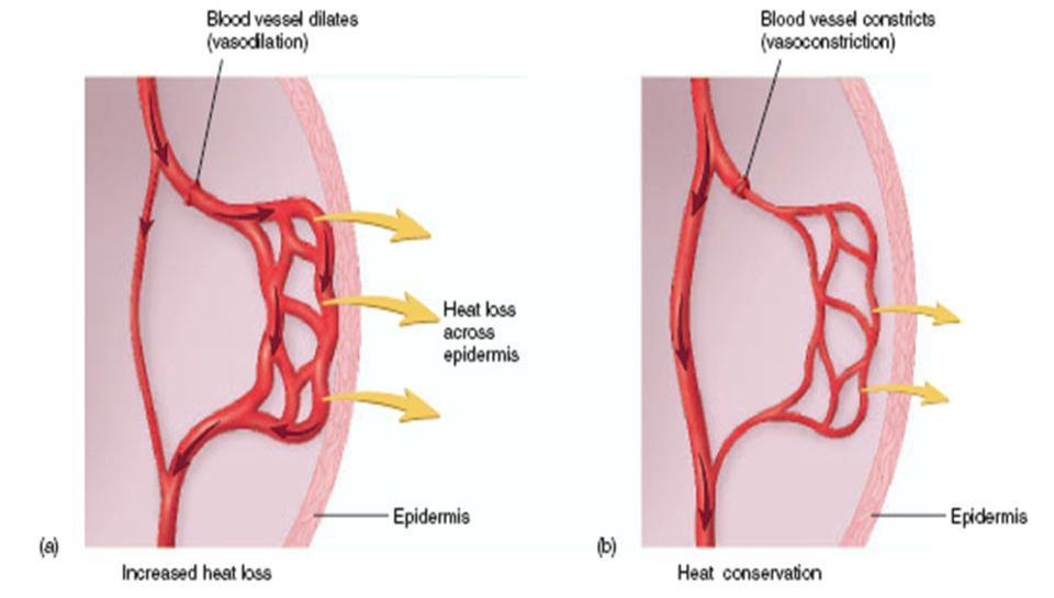 Thermoregulation How does the body respond? Too hot Blood vessels which are close to the surface of the skin widen or dilate. This is called VASODILATION.