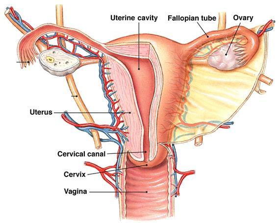 (oviducts, uterus, cervix, vagina, external genitalia) outer cortex