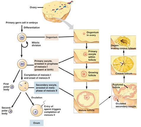 Oogenesis & ovarian cycle Life history of follicle 1. Resting primordial follicle 2. Growing preantral (primary & secondary) follicle 3. Growing antral (tertiary) follicle 4.