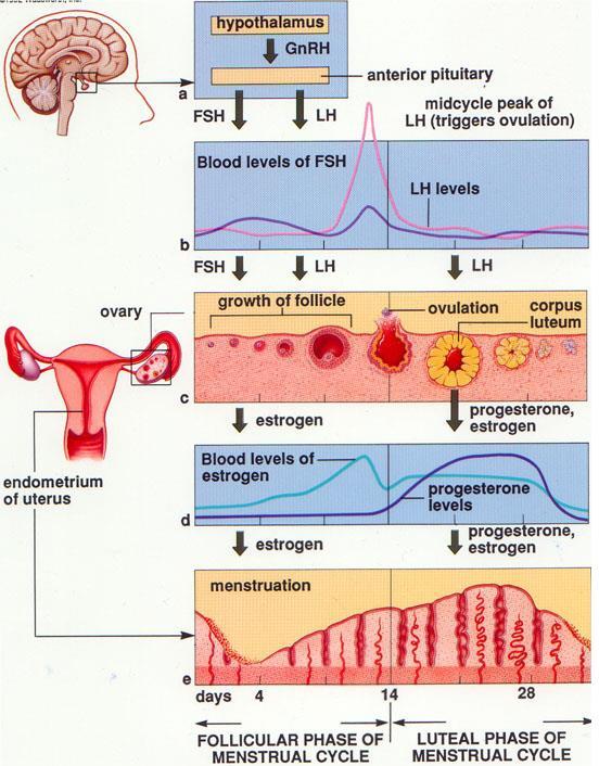 Hormonal changes during