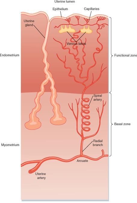 Uterus 2/3: lost during menstruation Main function of the uterus: Assist sperm movement Provide a site for attachment & implantation of blastocyst Protect