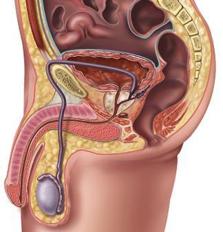 The male reproductive system Lumen) Sperm Scrotum