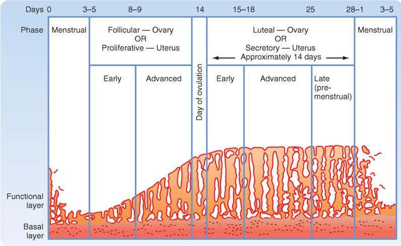 Menstrual cycle of the uterine endometrium Luteum die withdrawal of progesterone shedding (vol.