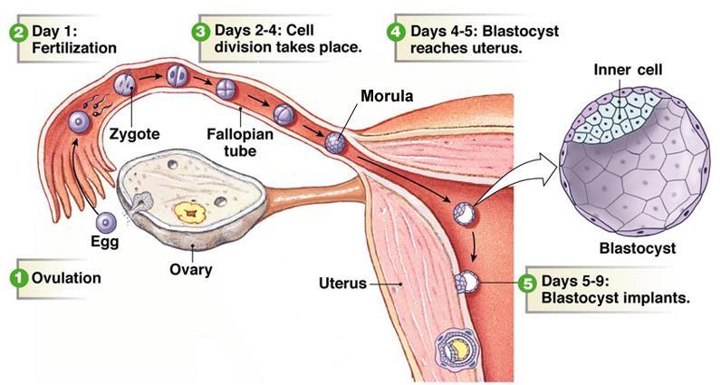 Fertilization & implantation