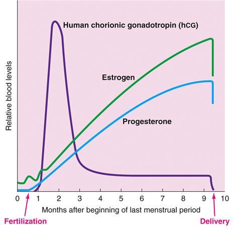 Placental hormones (1) 1.