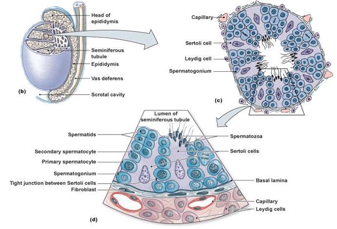 Sertoli cell & spermatogenesis Functions of Sertoli cells Maintenance of the blood-testes barrier Nourishment of developing germ cells