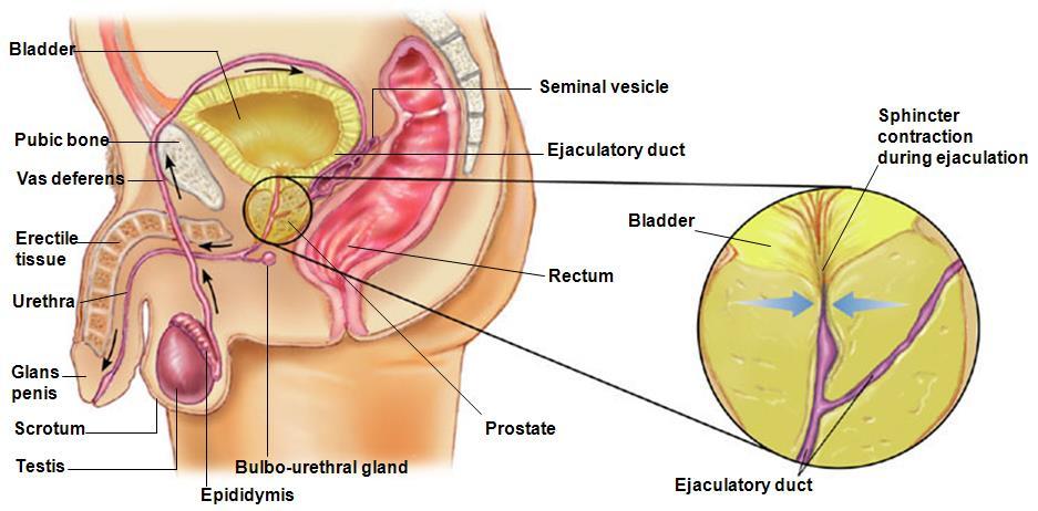 Male reproductive tract Contiguous lumen : epididymis (head, body, tail) vas deferens ejaculatory duct prostatic urethra membranous urethra penile urethra