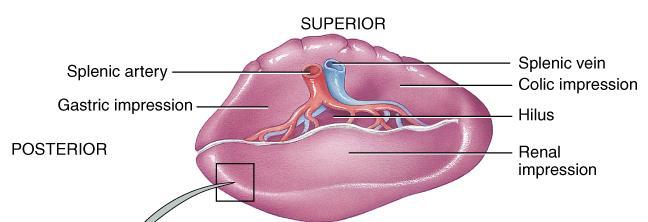 Spleen-secondary lymphatic organ 5 inch organ between stomach & diaphragm