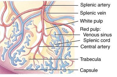 lymphatic tissue (lymphocytes & macrophages) around branches of splenic