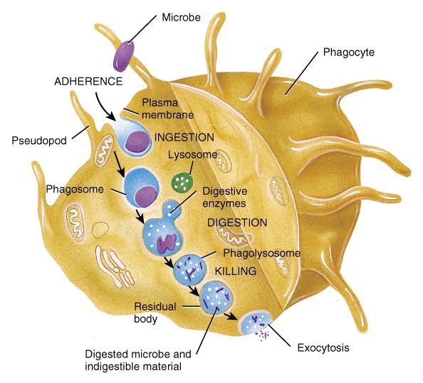Phagocytosis Chemotaxis attraction to chemicals from damaged tissues, complement proteins, or microbial products Adherence attachment to plasma membrane