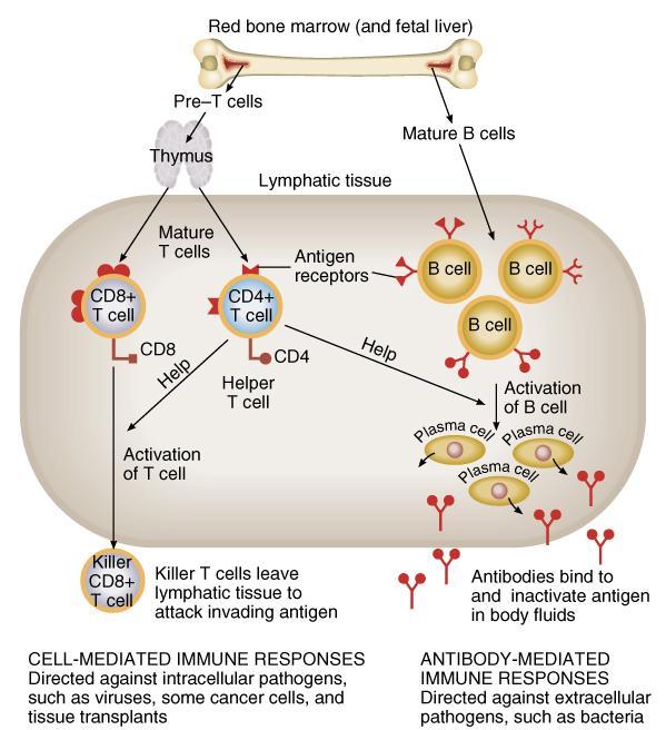 Maturation of T and B Cells T cell mature in thymus cell-mediated response Cell directly attacks the invading antigen effective against fungi, viruses,