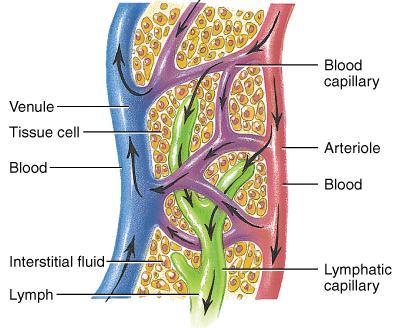 Lymphatic Vessels & Circulation Capillaries that begin as closed-ended tubes found in spaces between cells Combine to form lymphatic vessels resemble