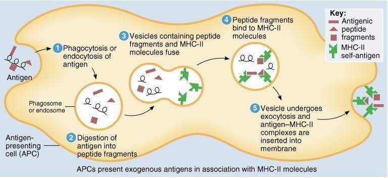 Processing of Exogenous Antigens Foreign antigen in body fluid is phagocytized by APC macrophage, B cell, dendritic cell (Langerhans cell in skin)