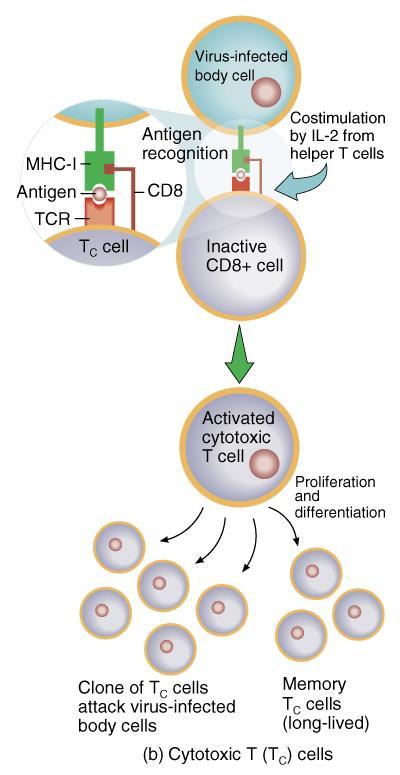 Activation, Proliferation & Differentiation of Cytotoxic T Cells Receptor on T cell binds to foreign antigen fragment part of MHC-I Costimulation from helper T cell