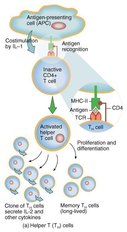 Activation, Proliferation & Differentiation of Helper T Cells Receptor on CD4 cell binds to foreign antigen fragment