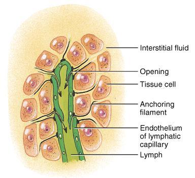 Lymphatic Capillaries Found throughout the body except in Avascular tissue